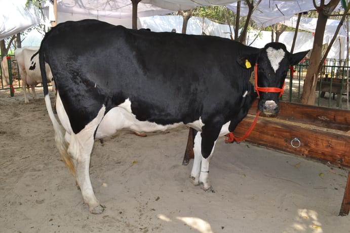 The competition will be with the HF cow, which has set an Asian record by producing 87.70 litres of milk.