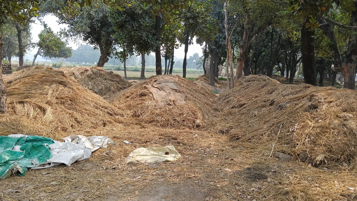 Fearing the burden of storage, farmers are gathering potatoes in their orchards.