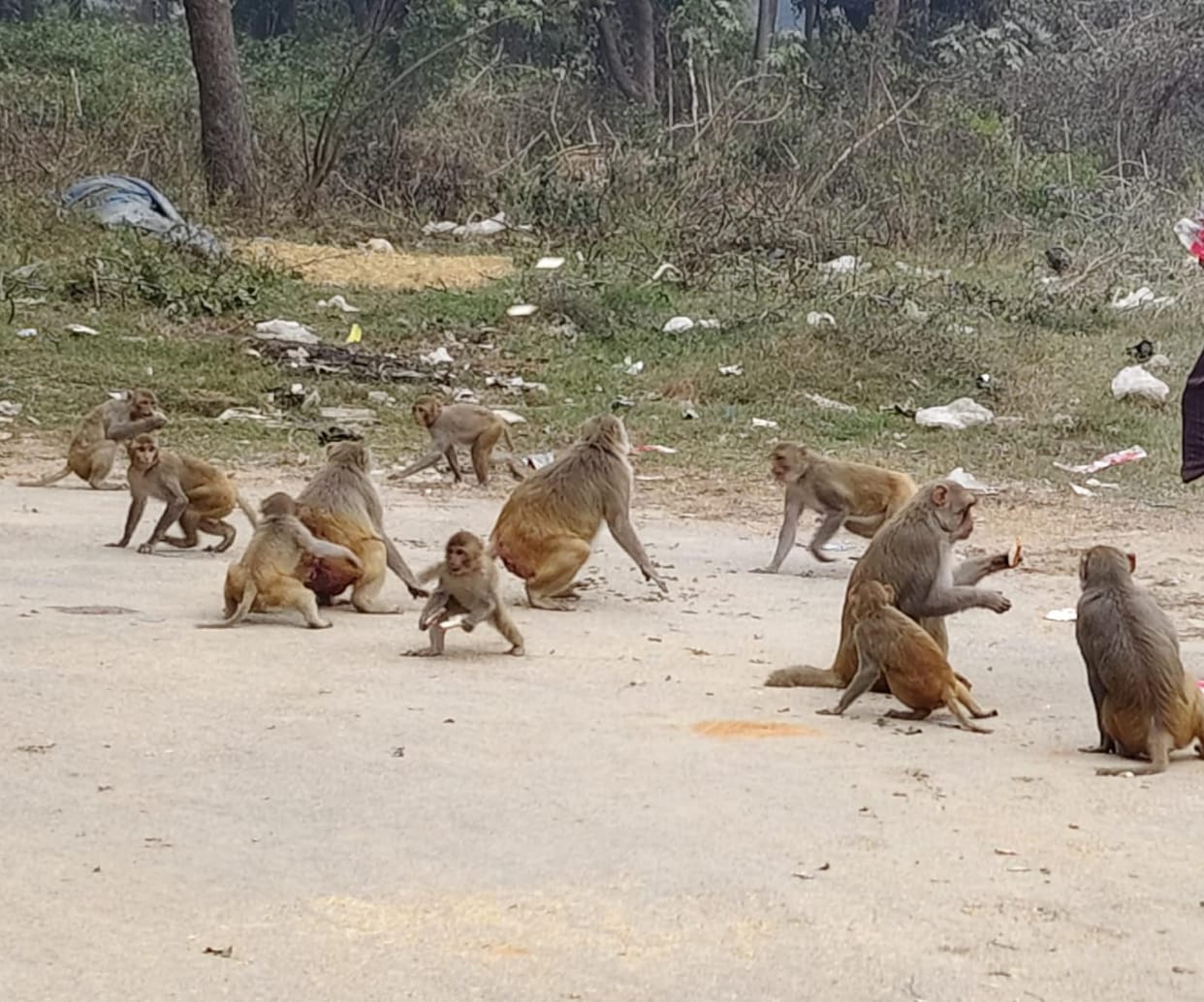 Lives are being lost in monkey attacks, those responsible are unknown.