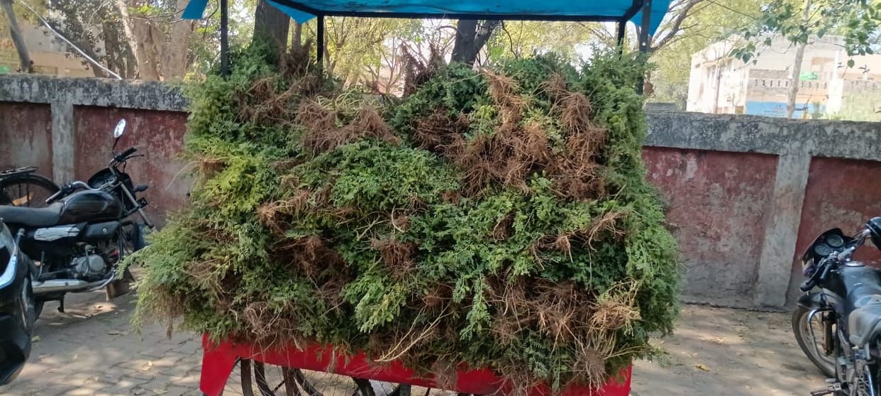 Arrival of green gram in the vegetable market has started, the rate has doubled compared to the previous season.