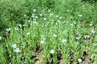 BJP leader accused of opium cultivation suspended by party former CM reached the spot and said this in Durg