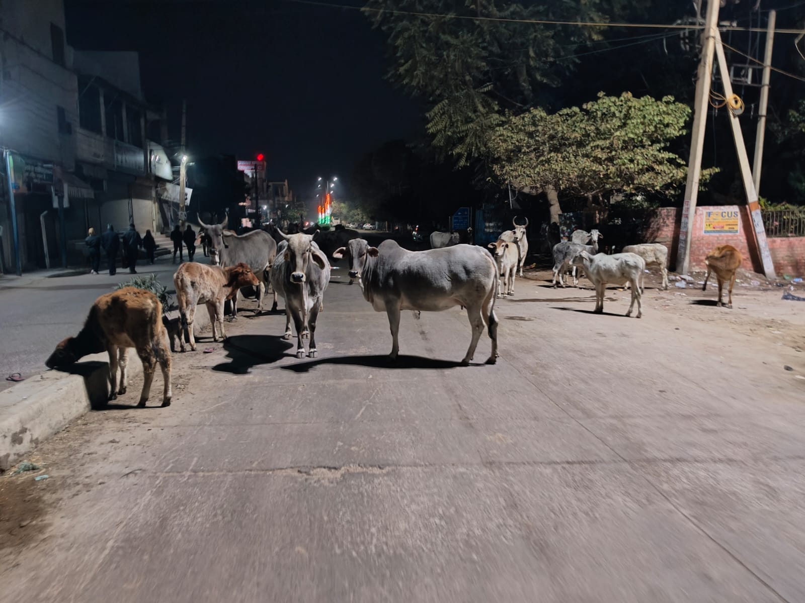 There is a gathering of animals on the road since night.