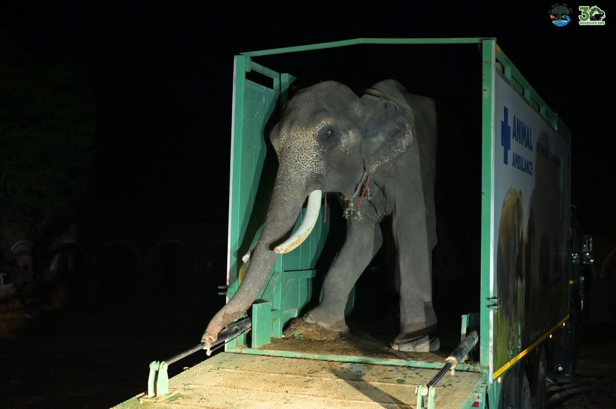 Rescued elephant forced to beg in Mau