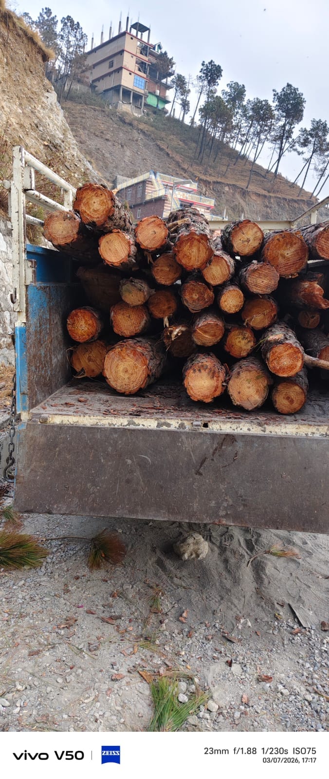 Major action against illegal felling, wood of 282 pine trees seized
