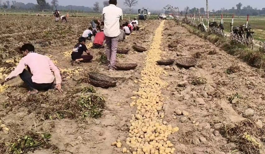 Potato prices fall, farmers worried due to decrease in production