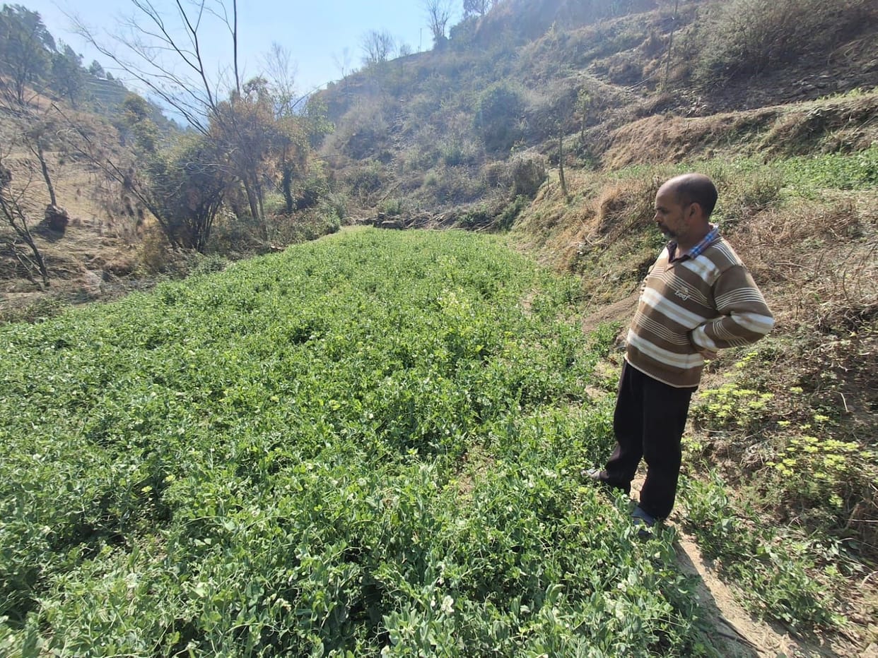 Solar energy brings joy to barren fields