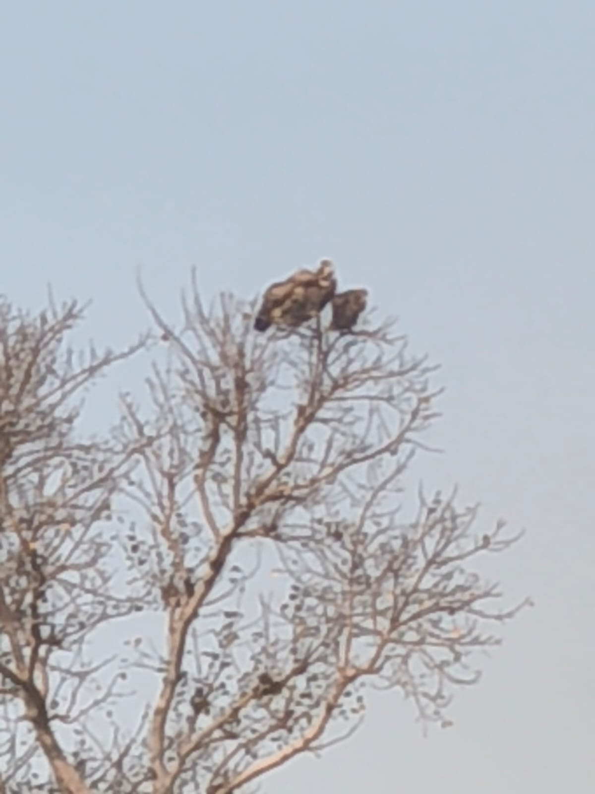 A flock of vultures was seen in DaulatpurA flock of vultures was seen in Daulatpur
