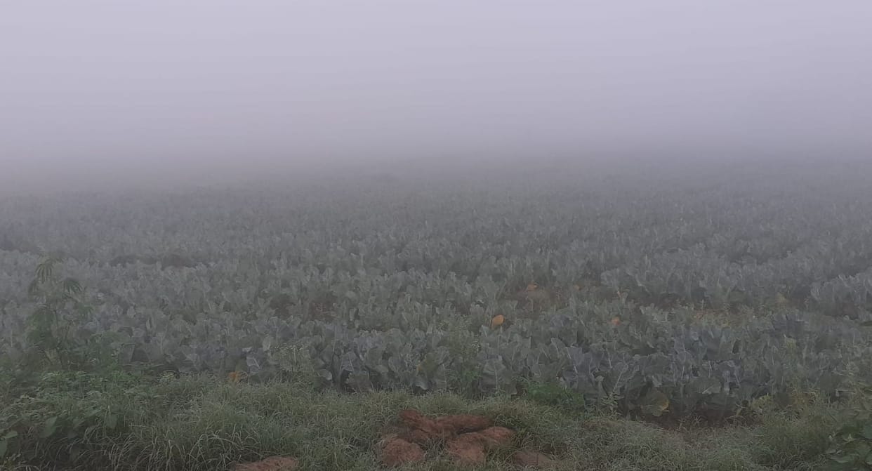 Suspicion of fungal infection in crops