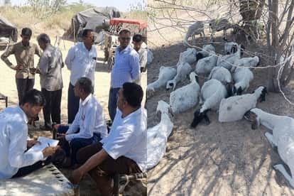 Toxic water kills livestock in Balotra: More than 70 sheep and goats die, over 100 animals fall ill