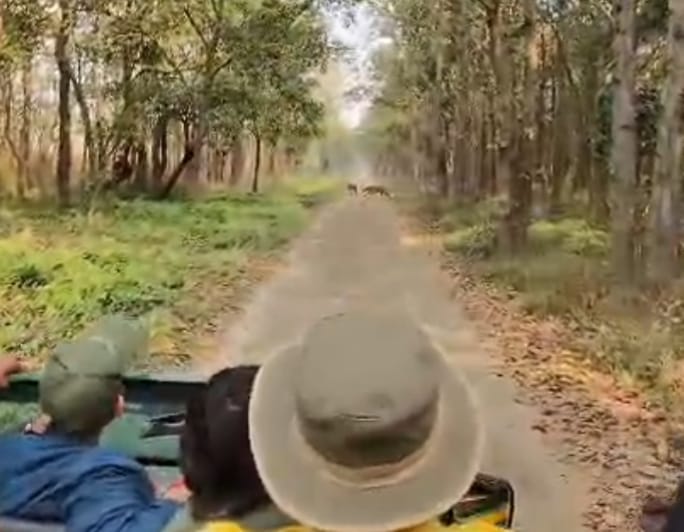 Tourists were thrilled to see the tigress walking with her cub.