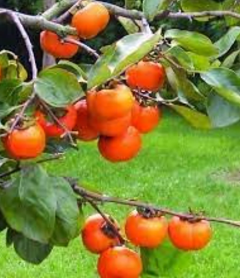 Gardeners in Nerwa are cultivating Japanese fruits instead of apples