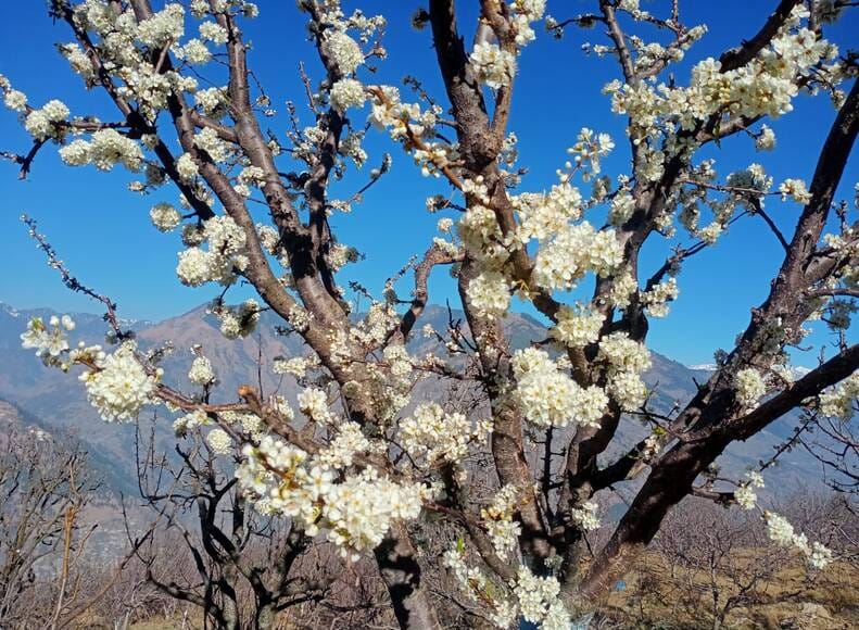 After flowering, now focus on plum setting