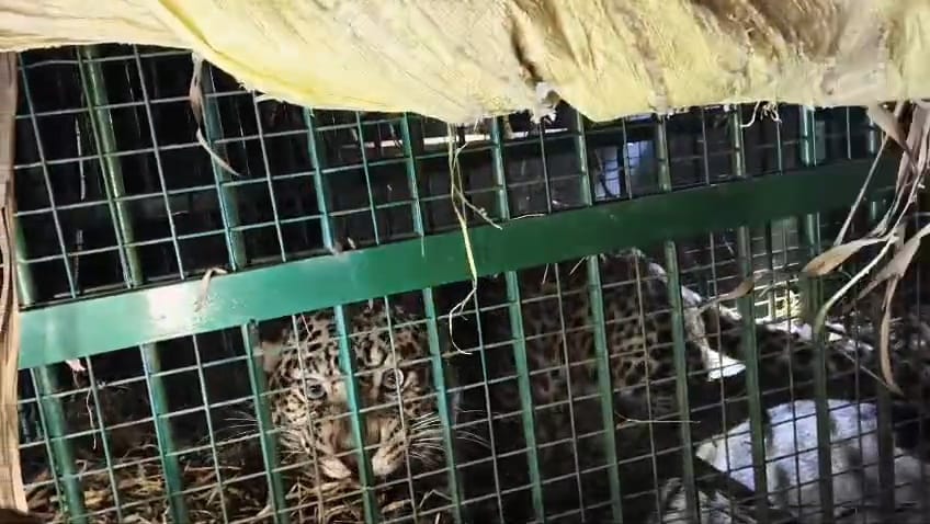Leopard captured in Lakhimpur Kheri, tiger still eluding personnel