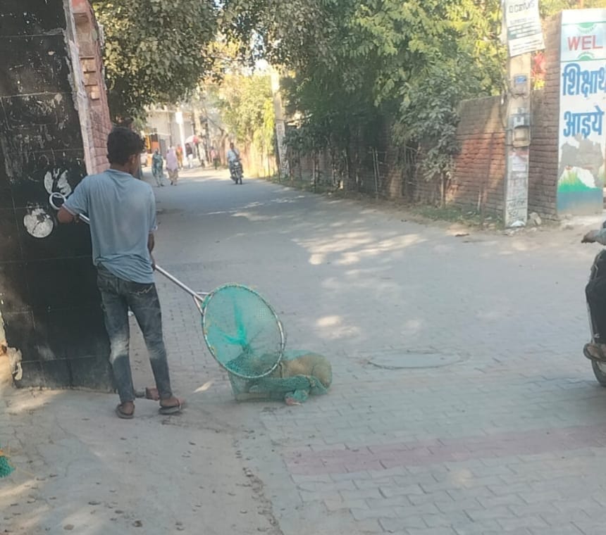 90 dogs have been caught so far under the campaign