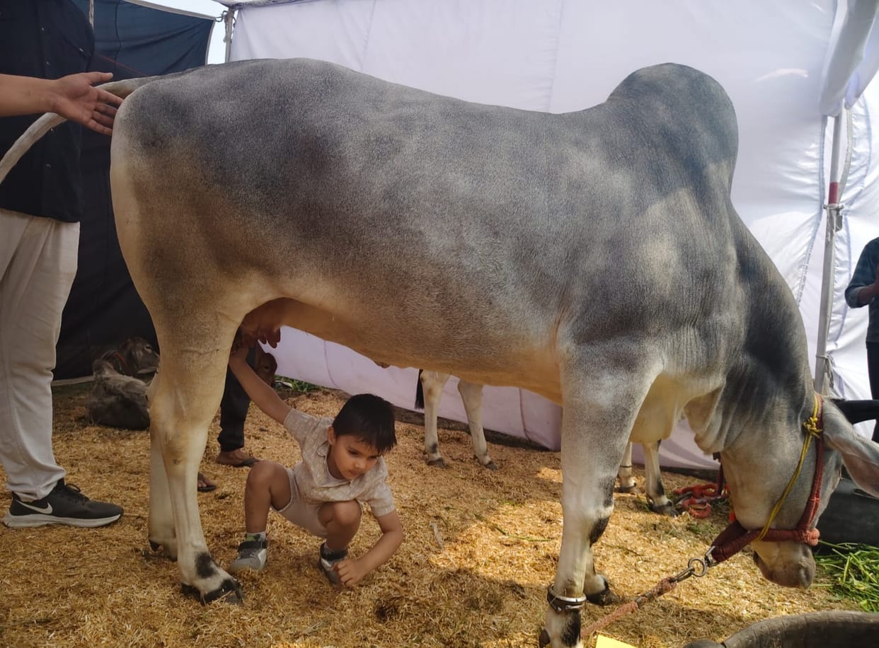 Moni, a native cow from Sonipat, is the winner again, having previously won seven prizes.