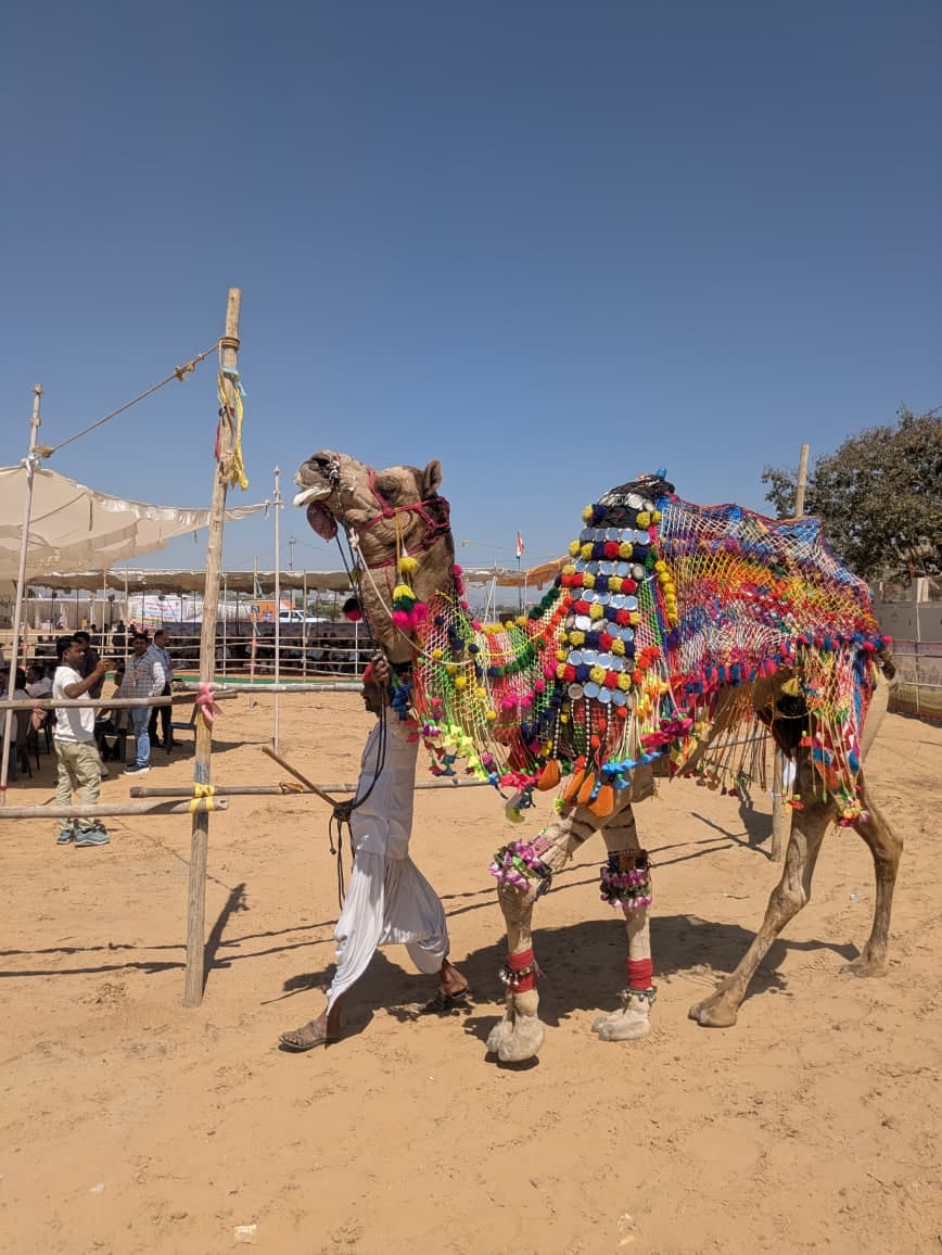 मंडार पशु मेले में ऊंट-ऊंटनी प्रतियोगिता आयोजित