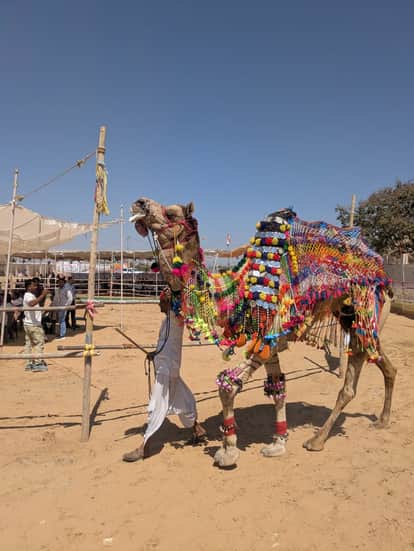 The camel of Ukaram Devasi of Udwariya and the female camel of Gokla Ram of Mandar won the competition