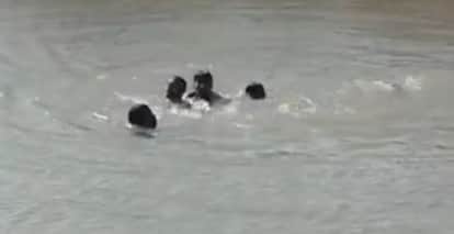 Three people jumped into the river to save their sister; family members were harvesting wheat 200 meters away.