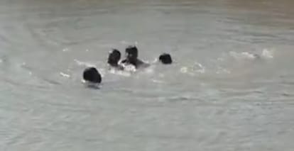 Three people jumped into the river to save their sister; family members were harvesting wheat 200 meters away.