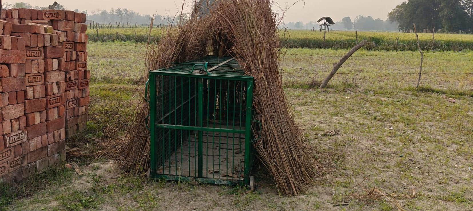 आजमगढ़पुरवा में तेंदुए को पकड़ने के लिए लगाया गया पिंजड़ा। 