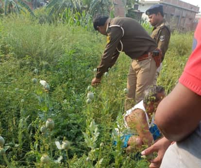 Bihar News : Police destroyed opium cultivation