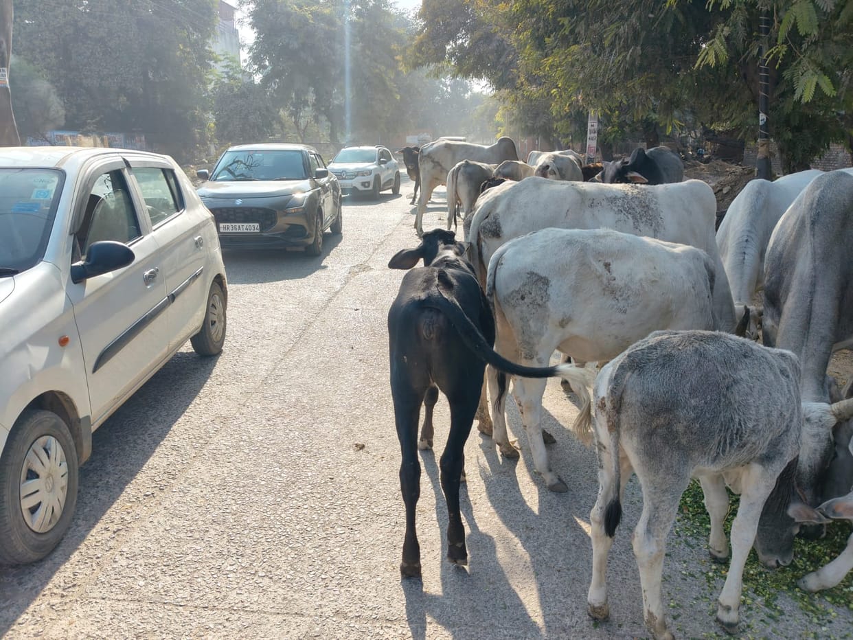 Tenders are being floated to capture stray animals, but firms are not being found.