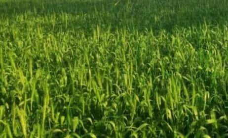 फोटो- 16 असलम के खेत में खड़ी गेहूं की फसल, बालियां निकलने का इंतजार। संवाद