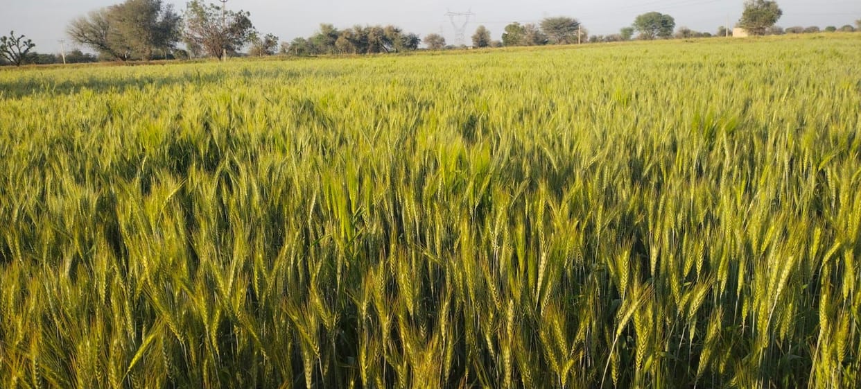 Mercury reaches six degrees above normal, wheat crop ripening is likely to be affected