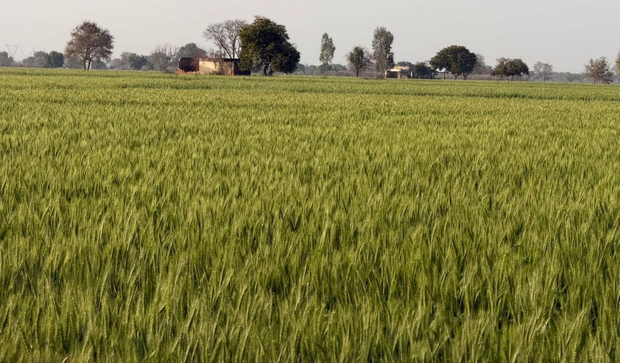 West UP Weather: Rising heat in March raises concern over wheat crop in western Uttar Pradesh