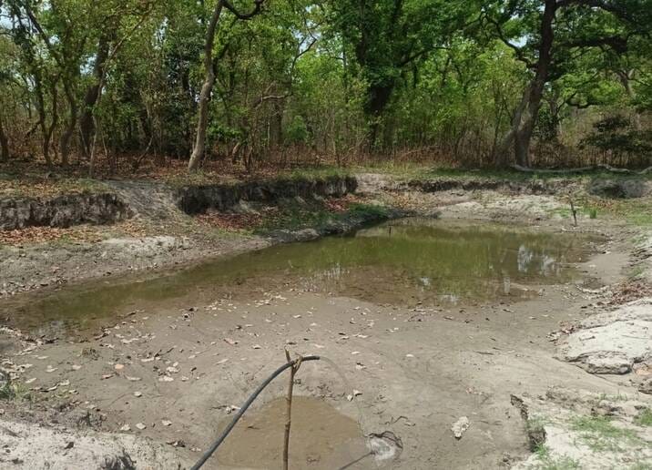 Solar pumps are filling waterholes in Kishanpur Sanctuary