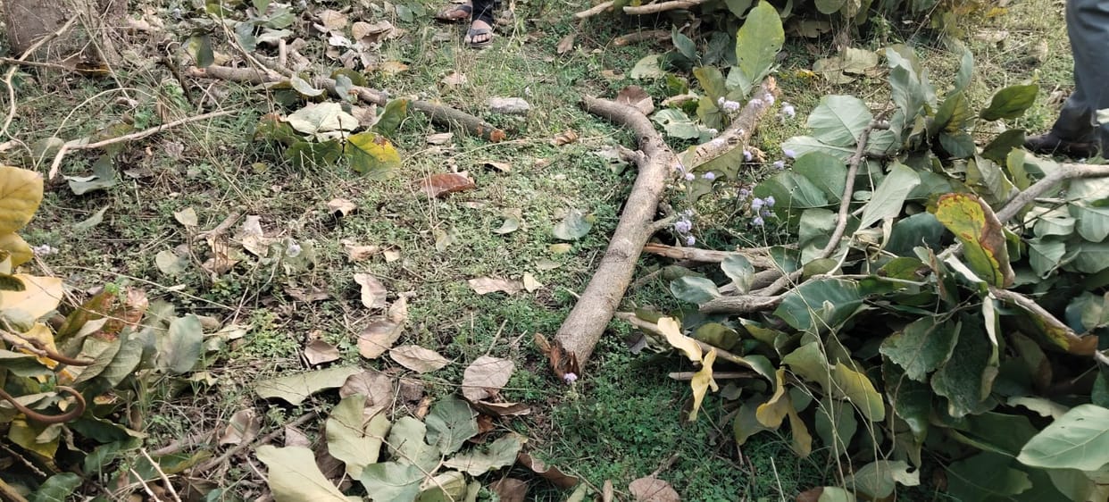 Half a dozen Sangwans were cut from the forest of Mandewala area.