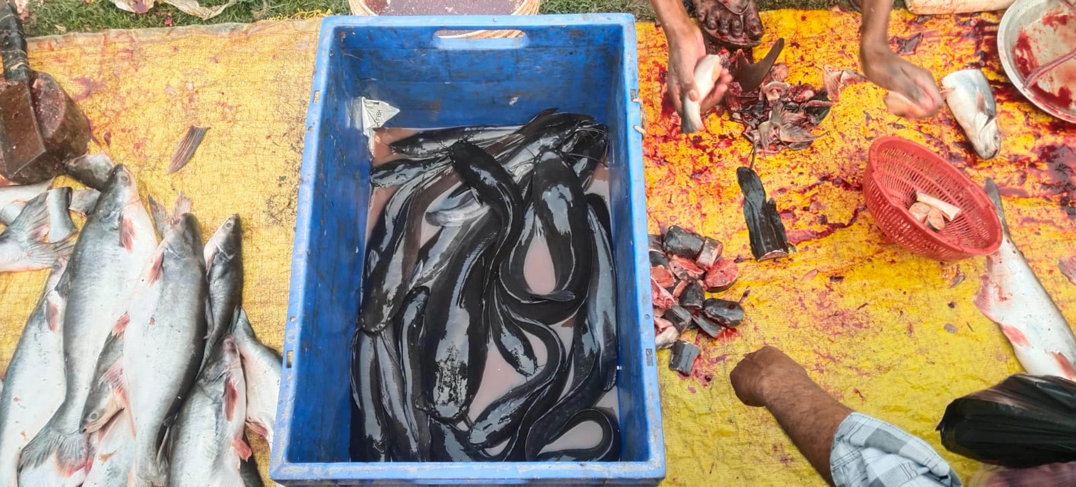 मिहींपुरवा के परवानी बाजार में बिक रही प्रतिबंधित मांगुर मछली। 