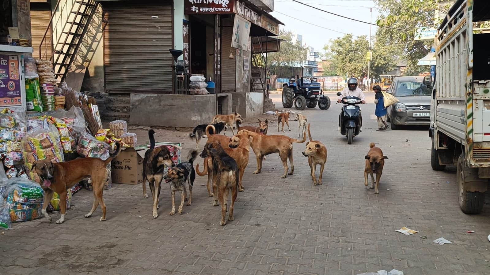 शहर की नई सब्जी मंडी के सामने झुंड में मौजूद आवारा कुत्ते। 