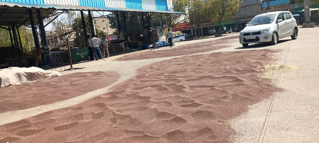 Mustard starts arriving in the market, direct sale is not possible due to moisture