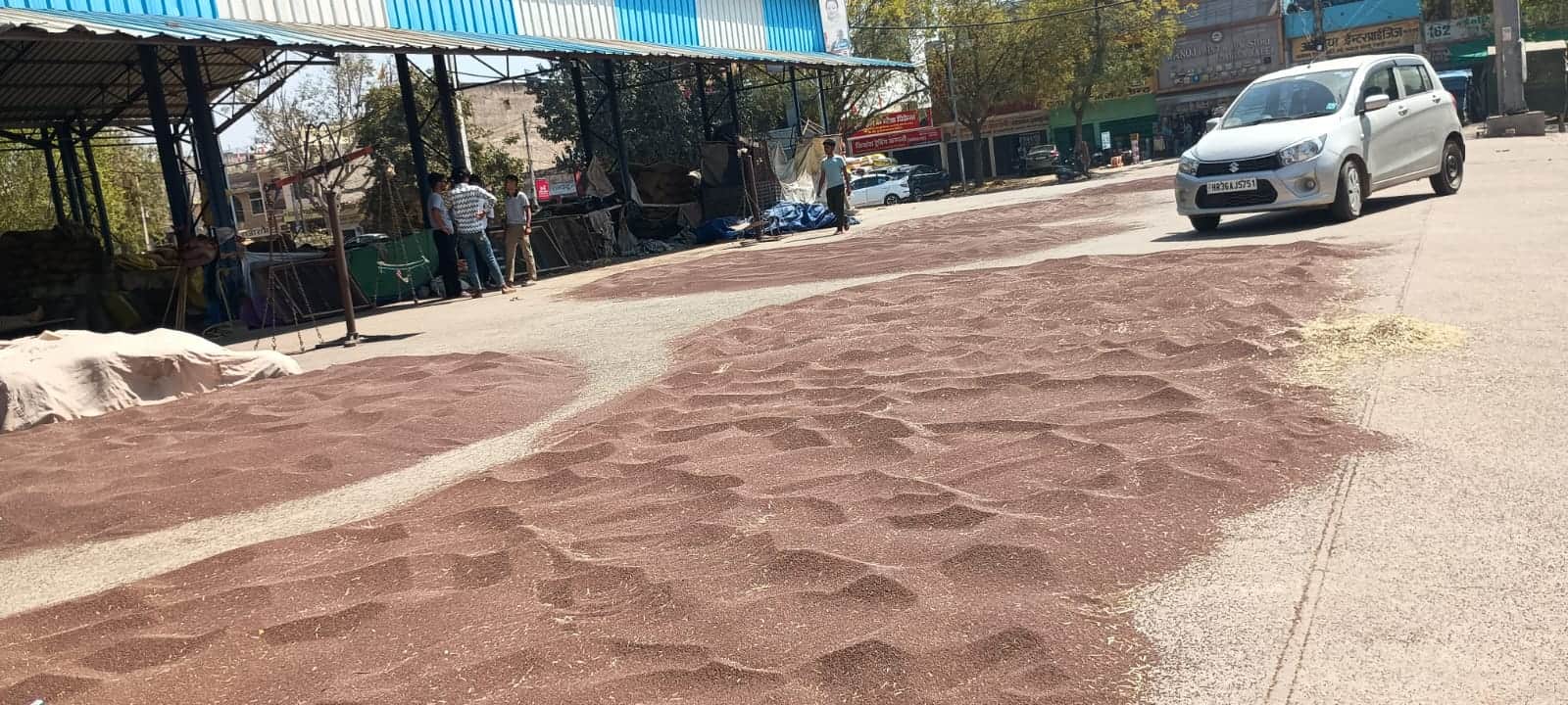 अनाज मंडी में सूखने के लिए रखी सरसों की फसल। संवाद