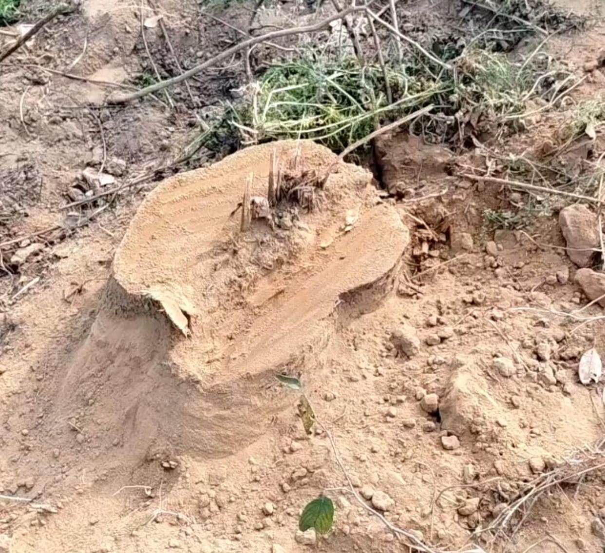 Illegal cutting of trees from the drain track
