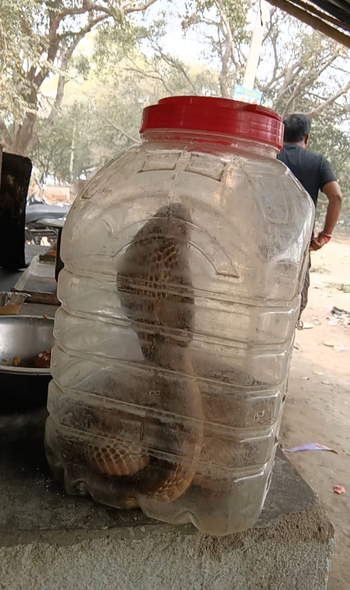 Five-foot King Cobra causes panic