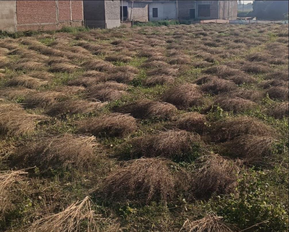 Crops are ripe and ready, but there are chances of rain