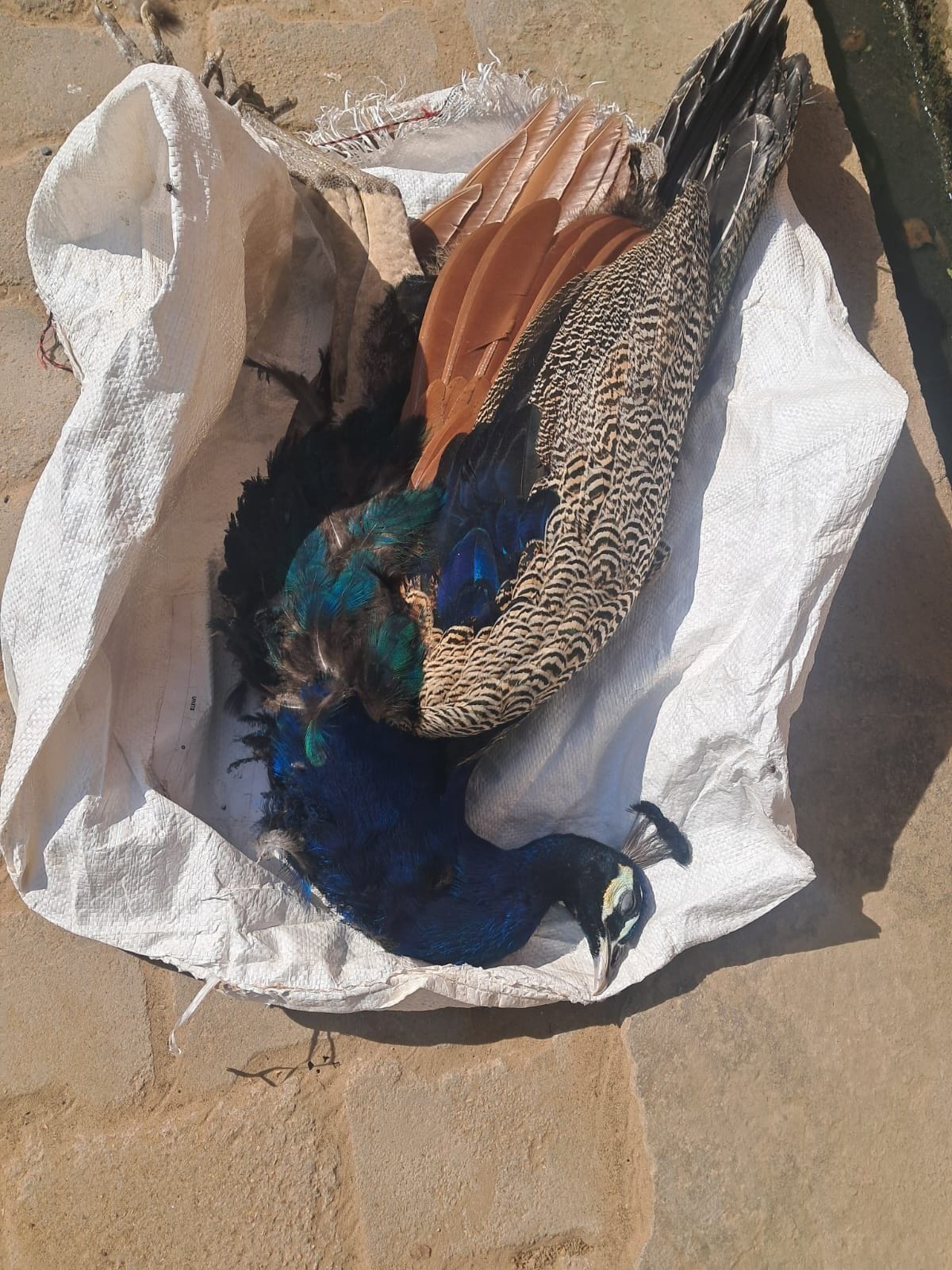 National bird dies due to electrocution, this is the fifth such case in six months
