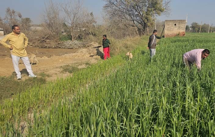 फोटो 71: गेहूं की फसल में सिंचाई करता किसान। (संवाद