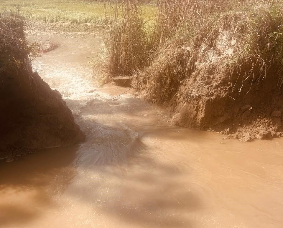 20 acres of wheat crop submerged due to breakage of Juaan Minor