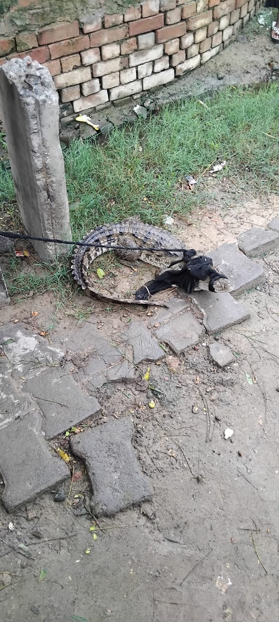 The crocodile came out of the Kali river and reached the village.