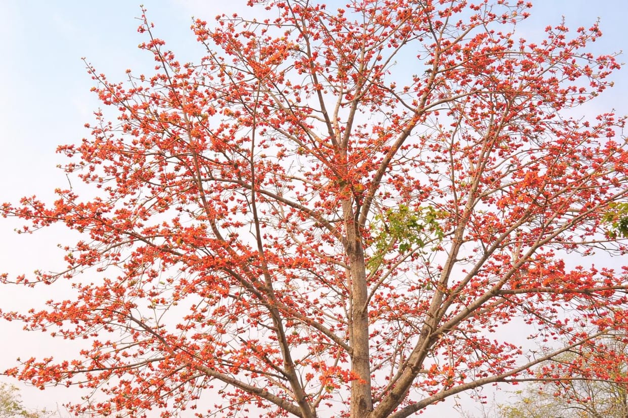 The natural beauty is enhanced by the flowers blooming on the roadside
