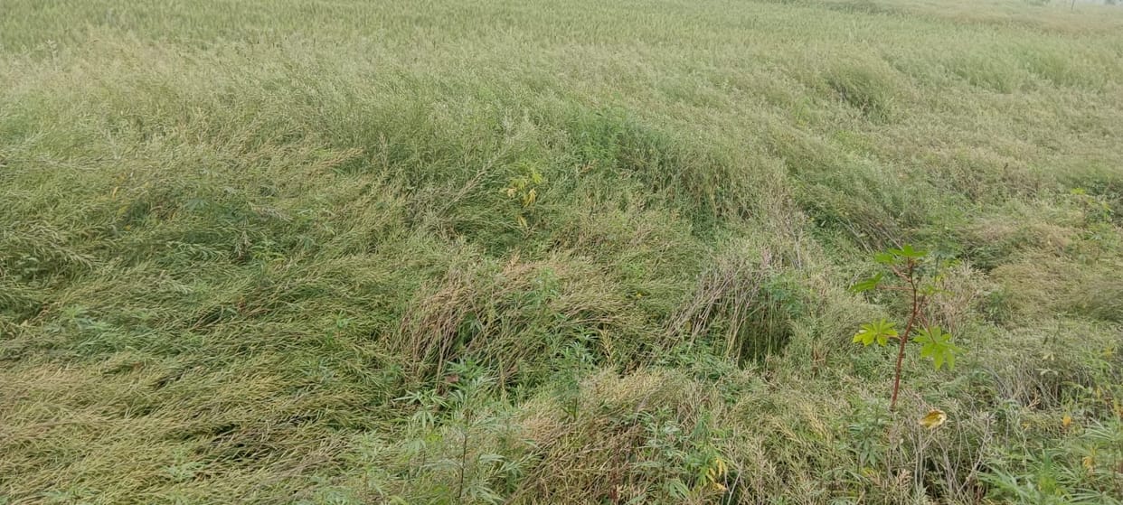 Change in weather poses threat to mustard pests
