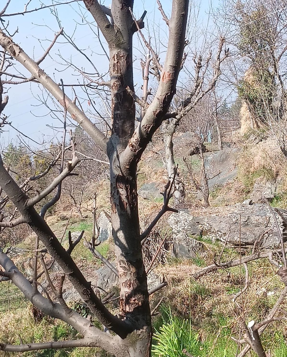 Apple orchards are being affected by papery bark canker