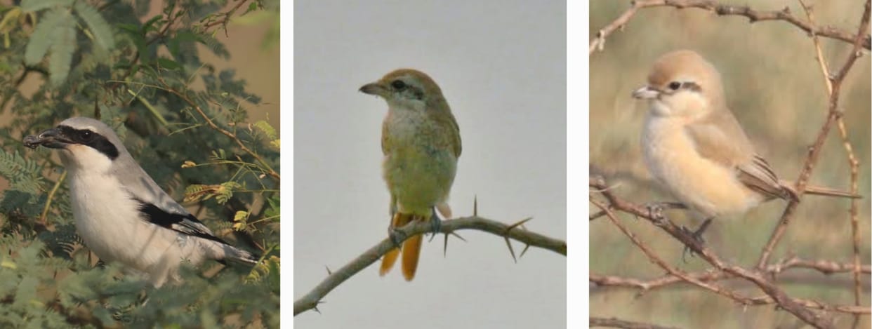 Five species of shrike birds were found at Jodhpur Jhal.