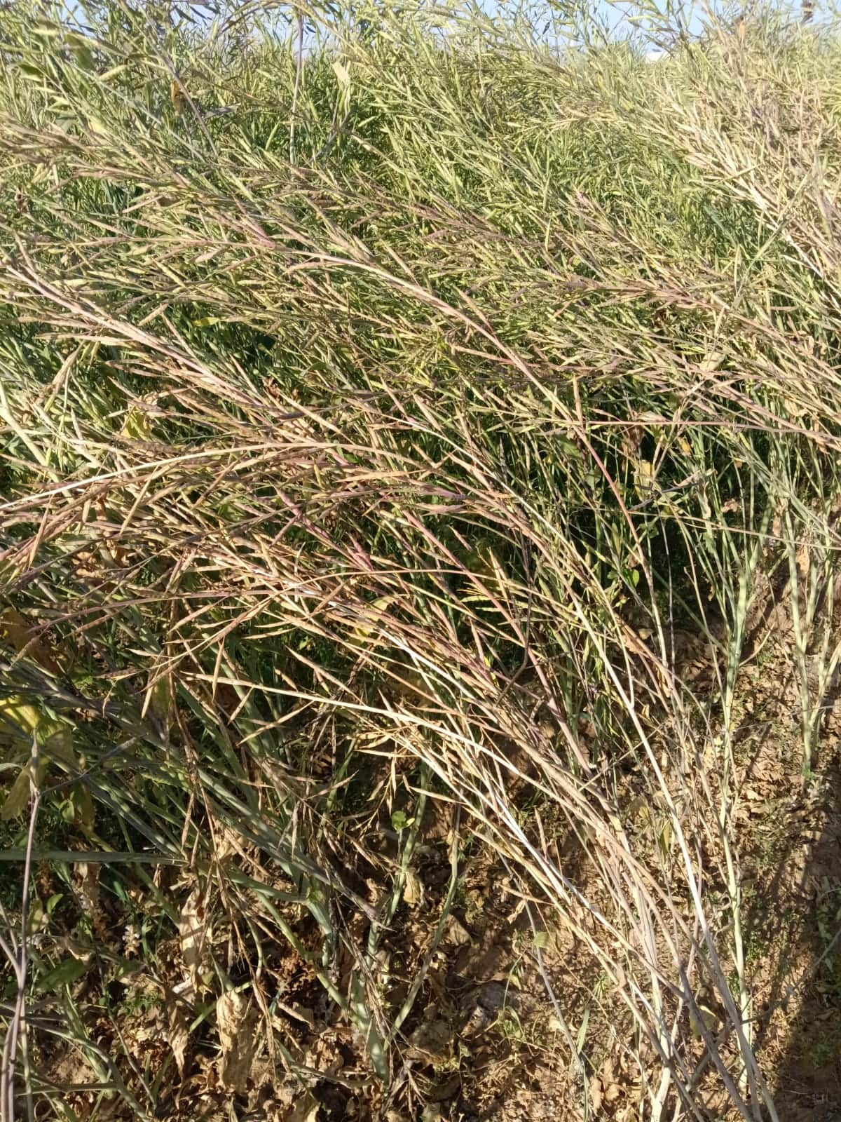  दादरी जिले के खेत में खड़ी सरसों की फसल।