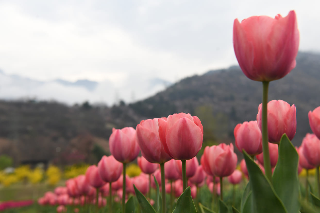 Srinagar, Tulip Garden, Open From, 16th March