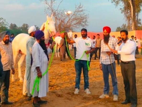 horse got first prize