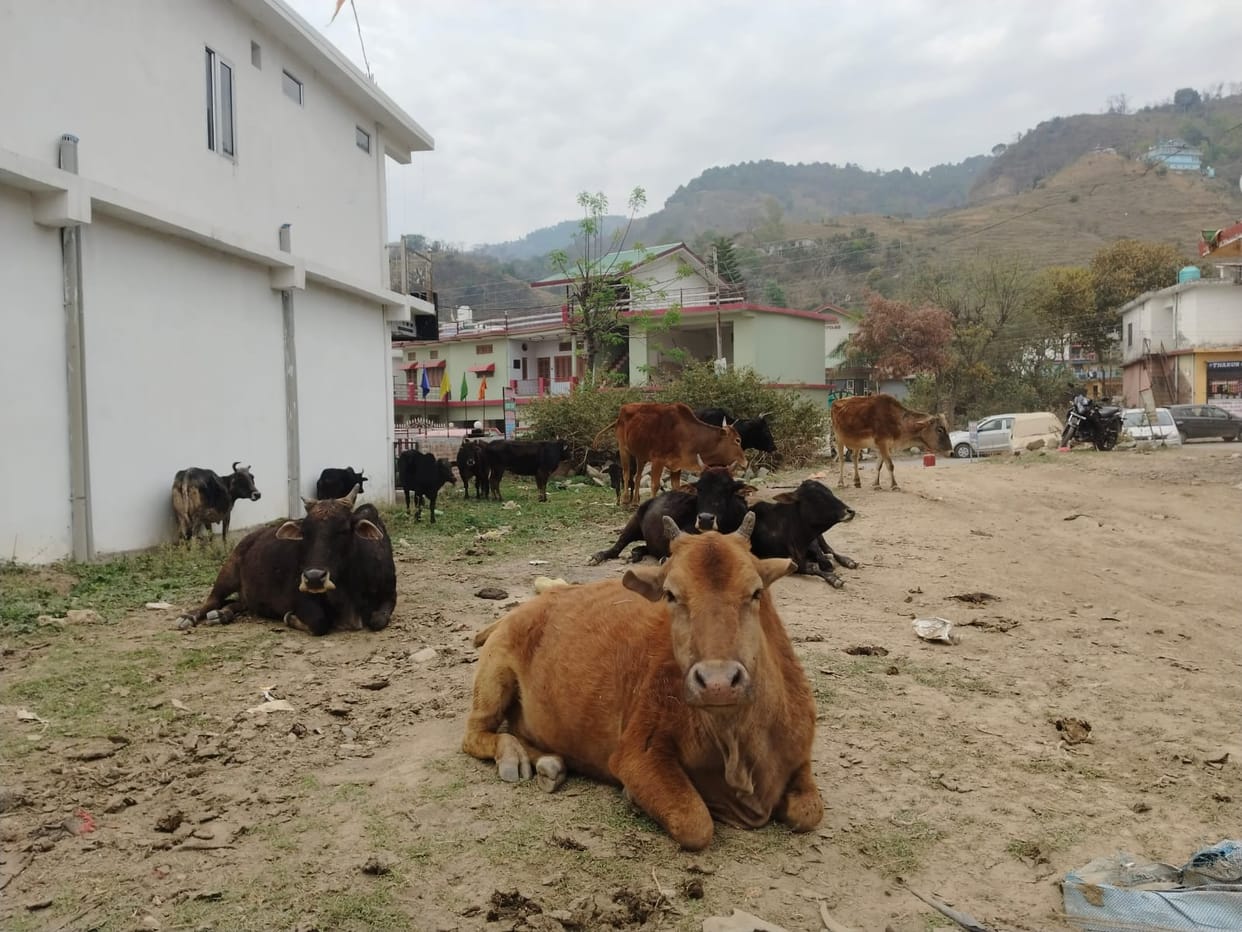 Stray animals camp in Chuwadi, farmers worried
